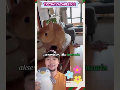 Kelinci tukang Drama Queen!!? #shorts #rabbit #dubbing #funny thumbnail