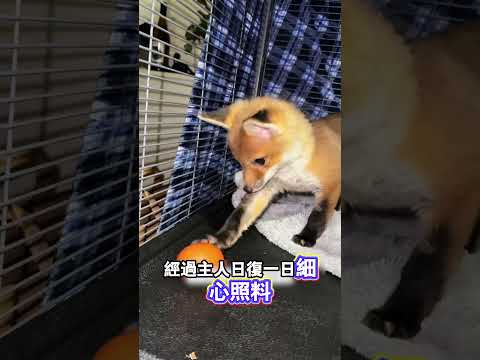 男子救助小狐狸暖心相伴🦊 thumbnail