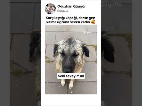 Derse geç kalma uğruna, sokak köpeğini seven kadın thumbnail