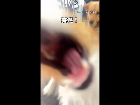 【媽快來幫我】傑克羅素打不過阿金 轉頭衝來咬鏡頭求支援XD #Shorts thumbnail