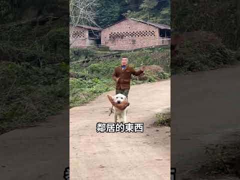 狗狗總是搶東西，原來這是它表達愛的方式 thumbnail