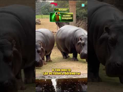 @factsdastan ЧТО ОНИ СДЕЛАЛИ thumbnail