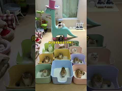 【牛奶是只猫】回来后不知道是什么样子，有点期待了 thumbnail