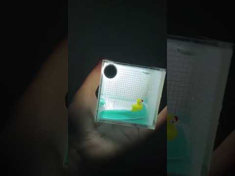 ▶️ Tiny Duck Pool Night Lamp Adds Cute Cozy Glow ( # 3283 ) thumbnail