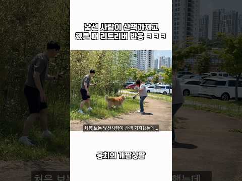 낯선 사람이 산책가자고 했을 때 리트리버 반응 ㅋㅋㅋ thumbnail