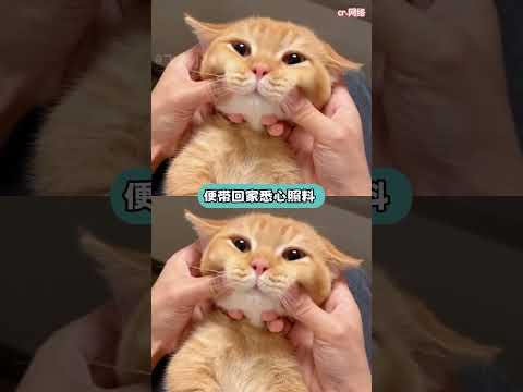 好貓好貓，誰說養貓不能防老！ #云南 #瓦貓 #貓貓 thumbnail