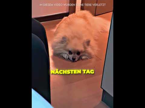Sein Hund Wollte Ihm Helfen ?✨ thumbnail