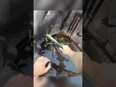 anh chàng này tìm được 1 chiếc hố kì lạ và cái kết giàu to thumbnail