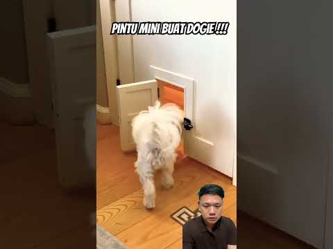 Doggy ketuk pintu⁉️ thumbnail