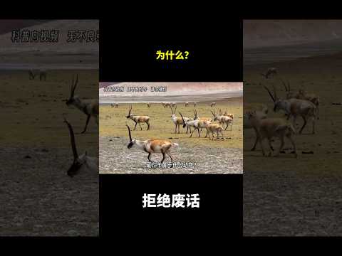 为什么？ #冷知识 #涨知识 thumbnail