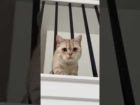 Vendetta #cats #funnycats  #catsofyoutube #fyp thumbnail