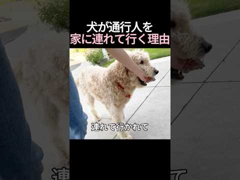 犬が通行人を家に連れて行く理由 thumbnail