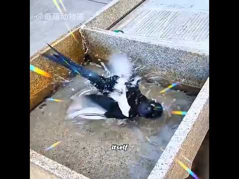 The Magpie Repays Its Life-Saving Grace #pets #cute #funny #shorts thumbnail