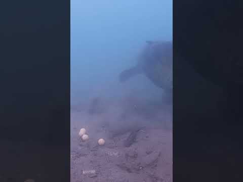 Catfish on the spot = carp on the spot? thumbnail