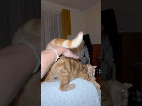 Why is My Cat Weird 🤣🥺 thumbnail