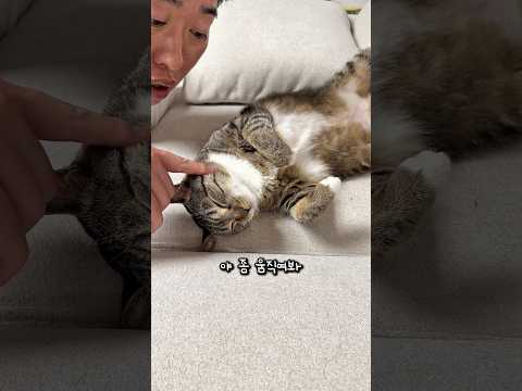 연휴 즐기고 기절한 고양이 thumbnail