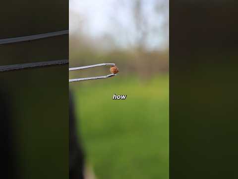 How to Germinate Your Seed thumbnail