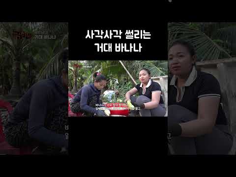 사각사각 썰리는 거대 바나나 #shorts thumbnail