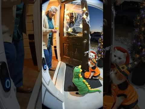 Breaking Meows: Cats Crash Halloween #shorts thumbnail