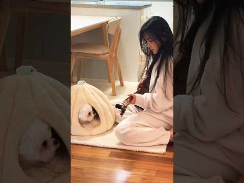 Memories & 칵테일 사랑 #mashup #puppy 💙 thumbnail