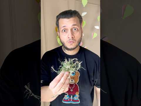 GRASS BALL 🌱🌿⚾ #shorts #youtubeshorts #cricket #unboxing #ball #funny #boxofvengeance thumbnail