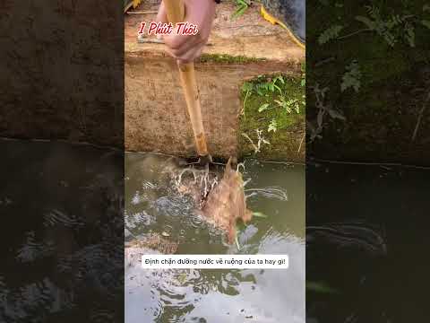Biến hình cho con mương nghẹt cỏ #shorts thumbnail