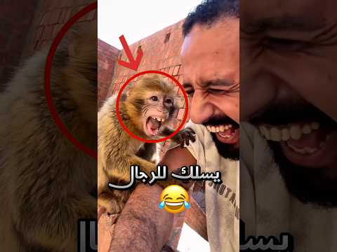 القرد هذا اكبر مسلّك في التاريخ !! 😂 #youtubeshorts thumbnail