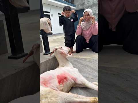 Kambing pedang terbang thumbnail