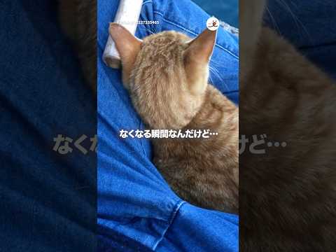 釣りしてたら野良猫さん乗ってきた｜PECO thumbnail
