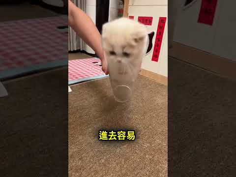 貓咪為什麼這麼愛往窄管裡鑽？🐱 thumbnail