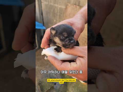 아직 한달안됐는데 데리고 가지도 못하고 #남해 #강아지 #임보 #시고르자브종 #분양 #반려견 thumbnail