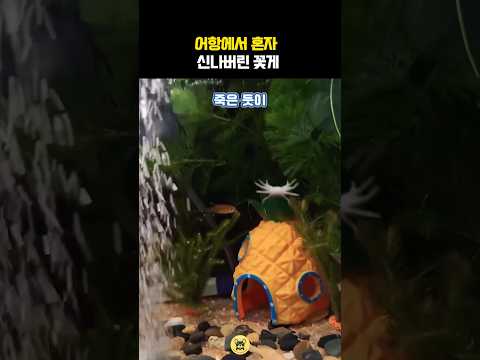 어항에서 혼자 신나버린 꽃게 #동물 #게 #꽃게 thumbnail