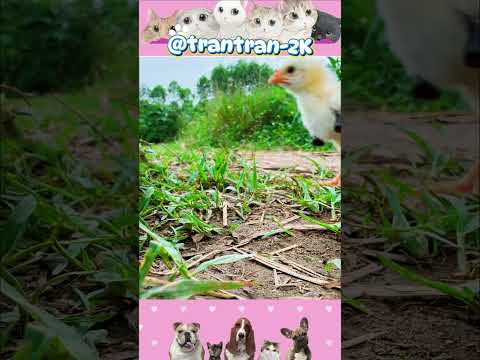 Khi gà con đi mua cô ca và cái kết. #trantran2k #gacon #funny #cute #shorts thumbnail