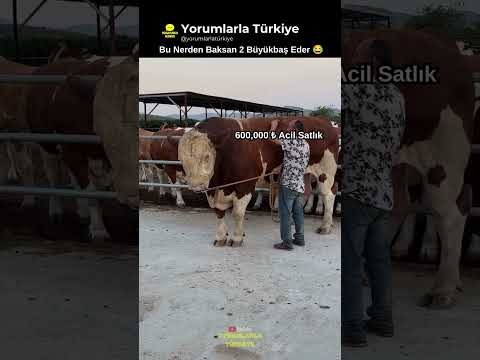 600.000 ₺'ye Satılan Dev Büyükbaş 😂 thumbnail