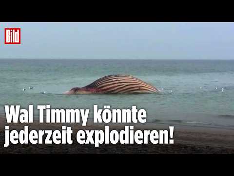 Dänemark will Kadaver von Wal Timmy aus dem Meer holen – Körper könnte ruckartig explodieren thumbnail