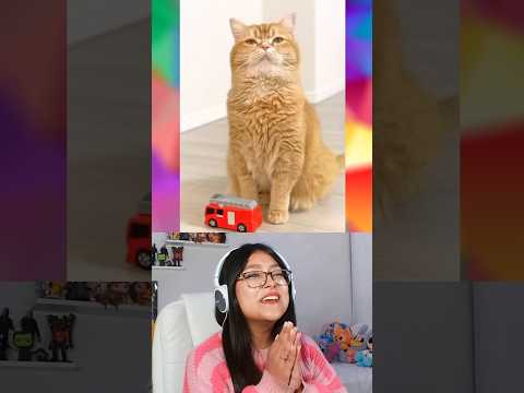 GATITO QUIERE UN JUGUETE NUEVO @mokomaru_10 #curiosidades #humor thumbnail