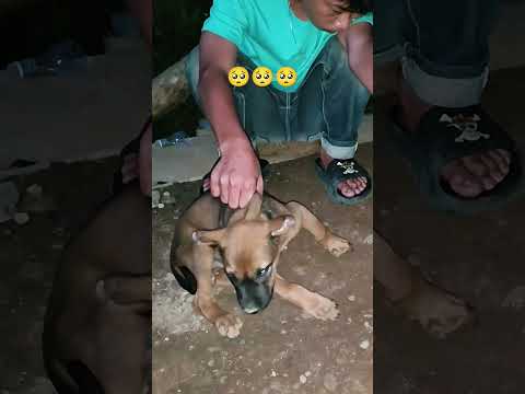 Siapa Yg Tw Cara Obatin Kaki Anjing Pincang? Mama Ara Sedih Anjingnya Nangis Terlindas Mobil Papa ?? thumbnail