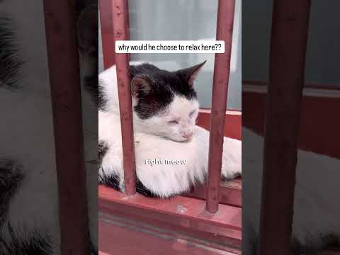 Please me figure out why this cat would choose to relax in this spot of all places? thumbnail
