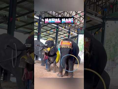 கோல்டு குட்டி ? மம்மி ரிங்கா ரிங்கா ரோஸ் ? விளையாட வேண்டிய அவன ரிங் சுத்த விட்டிருக்க ? #shorts thumbnail