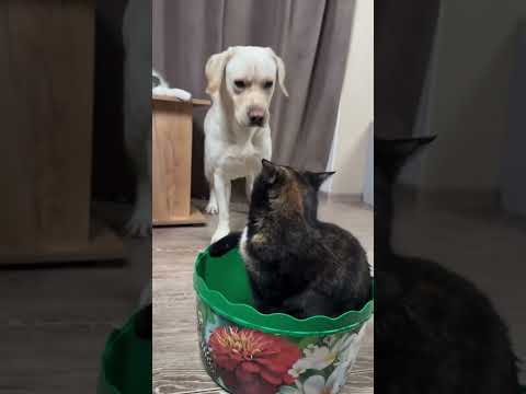 Dogs like to provoke cats#cat #cats #foryou #shorts thumbnail