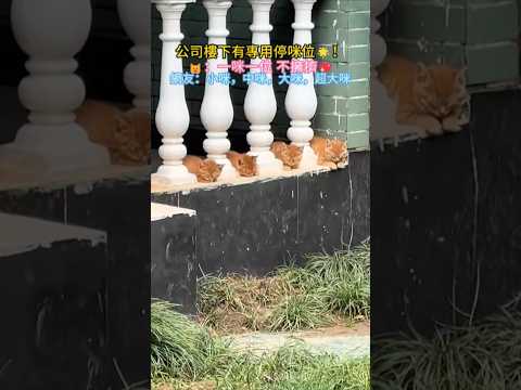 公司樓下有專用停咪位🅿️ 🐱：一咪一個坑 不打架🥰 網友：哇💖 小咪 中咪 大咪 超大咪😁 #cat #cute #shorts #funny  #funnyshorts thumbnail