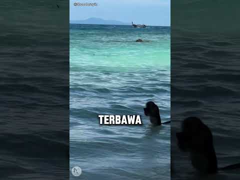 Masa Kalian Nggak thumbnail
