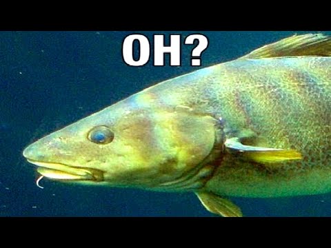 on cod? thumbnail