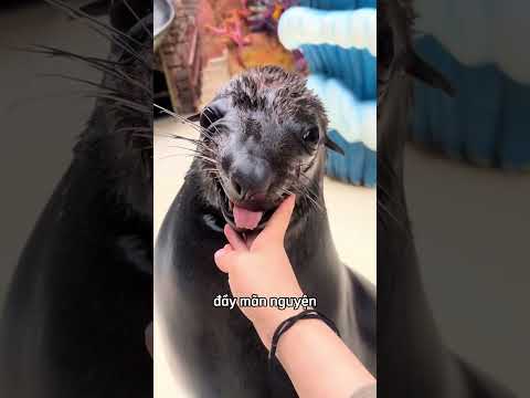 Chú hải cẩu này đòi gãi ngứa trước rồi mới chịu yêu thương 😂 thumbnail