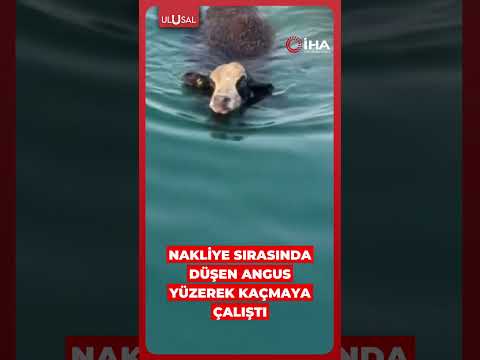 Hatay'da nakliye sırasında düşen angus yüzerek kaçmaya çalıştı #shorts #hatay #angus thumbnail