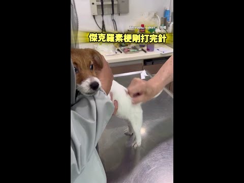 【寶寶好勇敢！】傑克羅素梗打完針後不亂叫　水汪汪大眼偷看醫生融化網友 #Shorts thumbnail