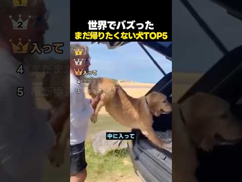 世界でバズった！まだ帰りたくないワンちゃんTOP5 thumbnail