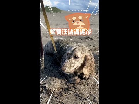 【變芝麻口味】奶油臘腸狗海邊滾沙裹粉髒爆！媽笑：你是誰啊？｜#寵物雲 #shorts thumbnail