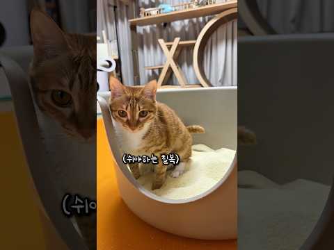 심야옹괴담회 thumbnail