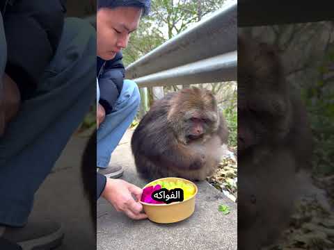 قصة القرد الخجول 🐒🍌💫 thumbnail